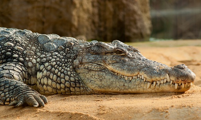 krokodýl.jpg